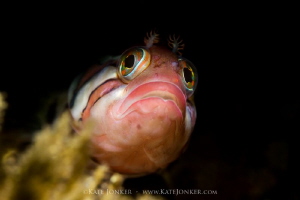 Tiny and curious klipfish poses in my snoot light. by Kate Jonker 